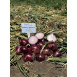 Прімула F1 10000 насіння червоної озимої цибулі, Libra Seeds, Італія